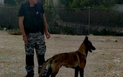 Adiestramiento canino básico