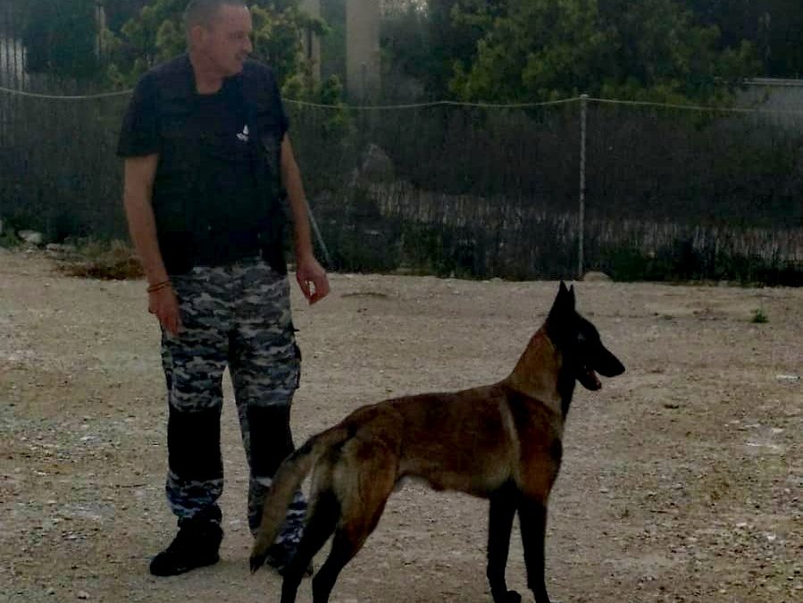 Adiestramiento canino básico