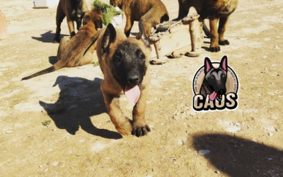 Descubre la personalidad de tu cachorro Pastor Belga Malinois