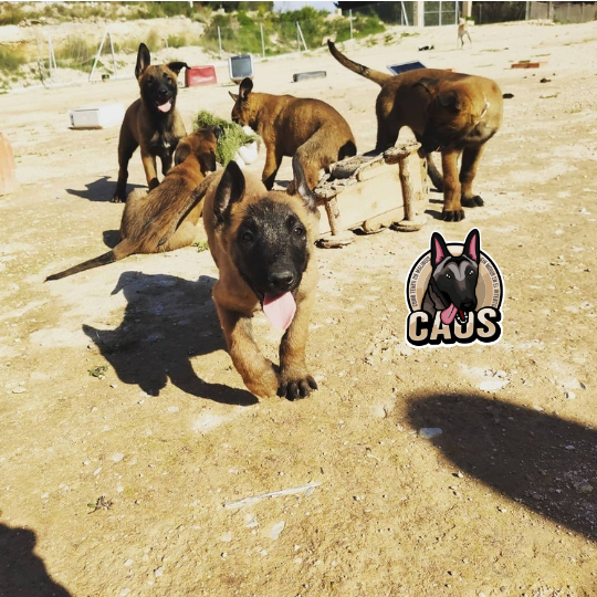 manada de cachorros malinois jugando